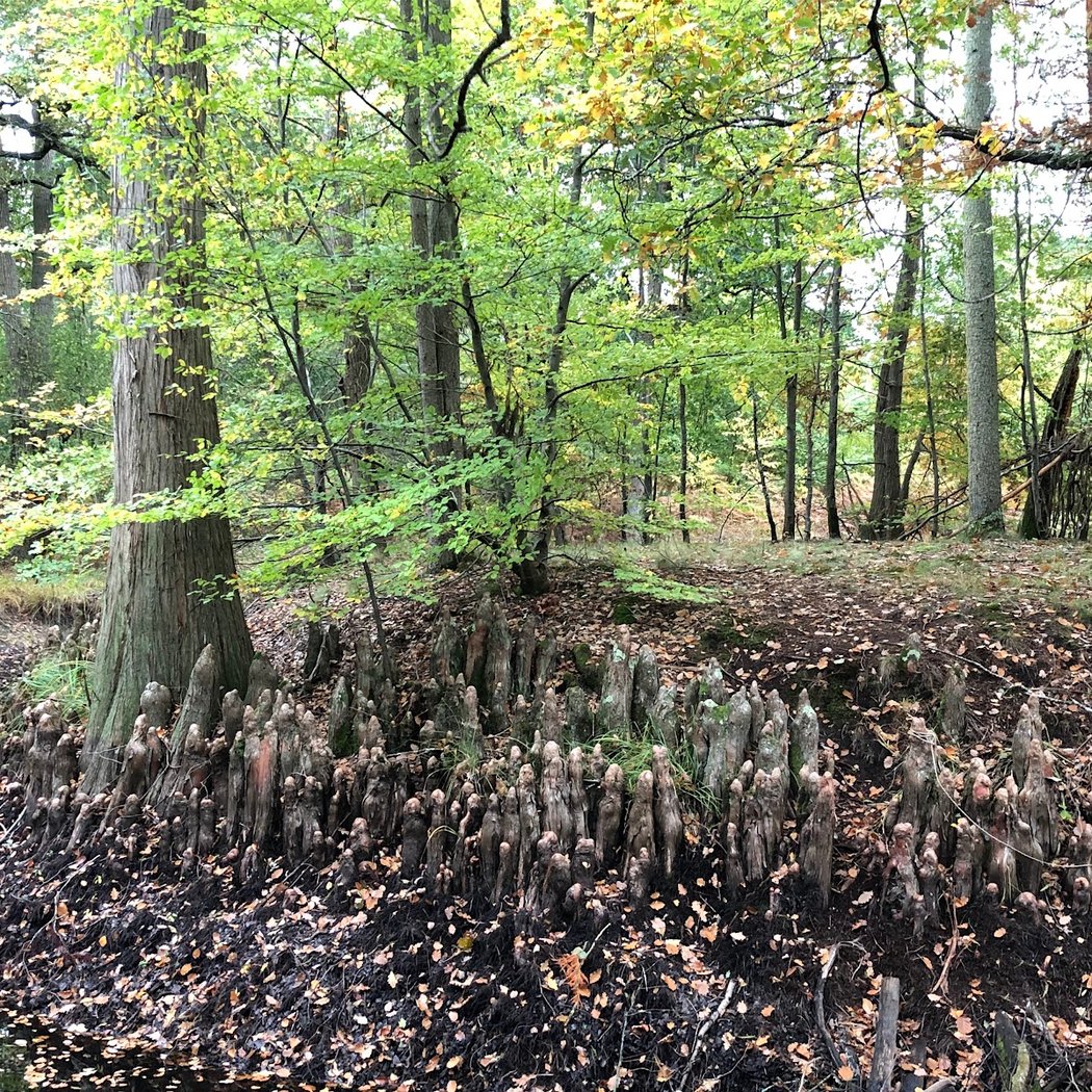 Mare aux Cerfs 1